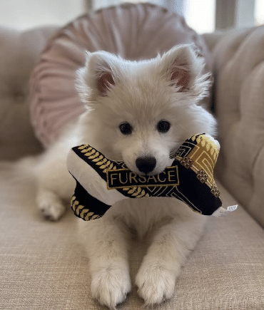 Fursace Dog Bone Toy image 0