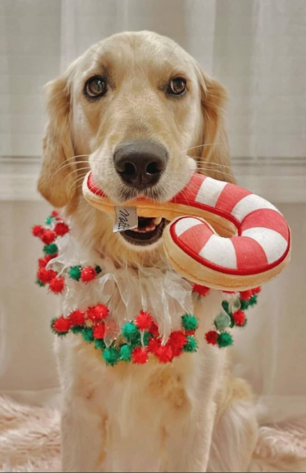 Sugar Cookie Candy Cane Plush Dog Toy image 0