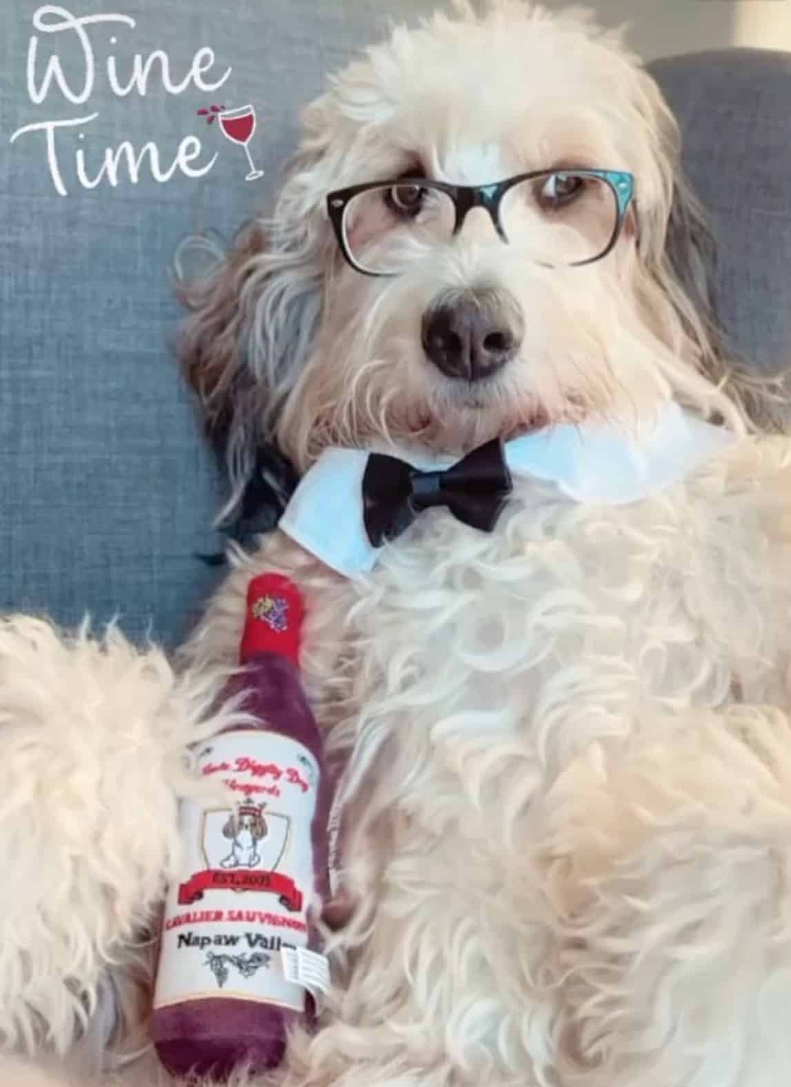 Cavalier Sauvignon Dog Toy image 0