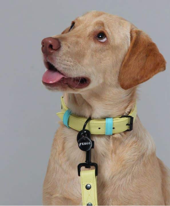 Baby Blue Lemon Leather Dog Collar image 0