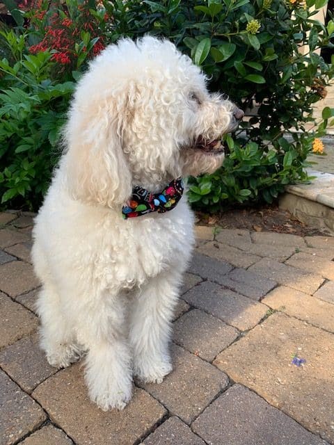 Birthday Dog Bow Tie image 3