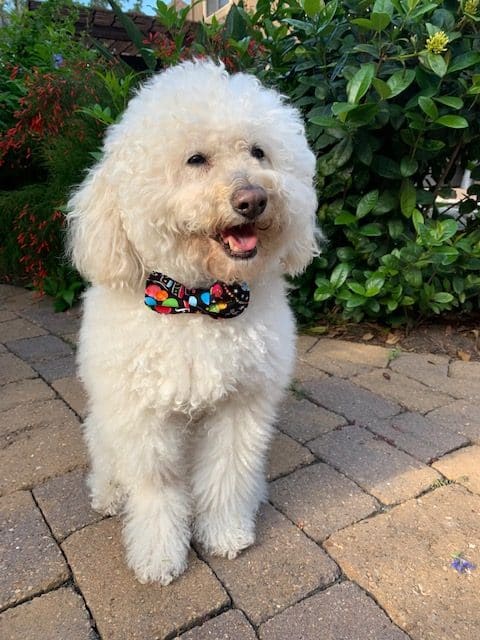 Birthday Dog Bow Tie image 0