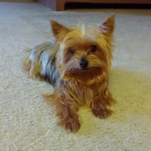 hi my name is Harley