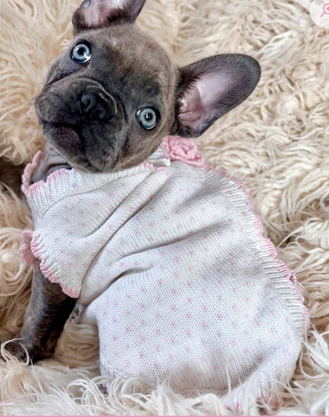 Kiss From A Rose Dog Sweater image 3
