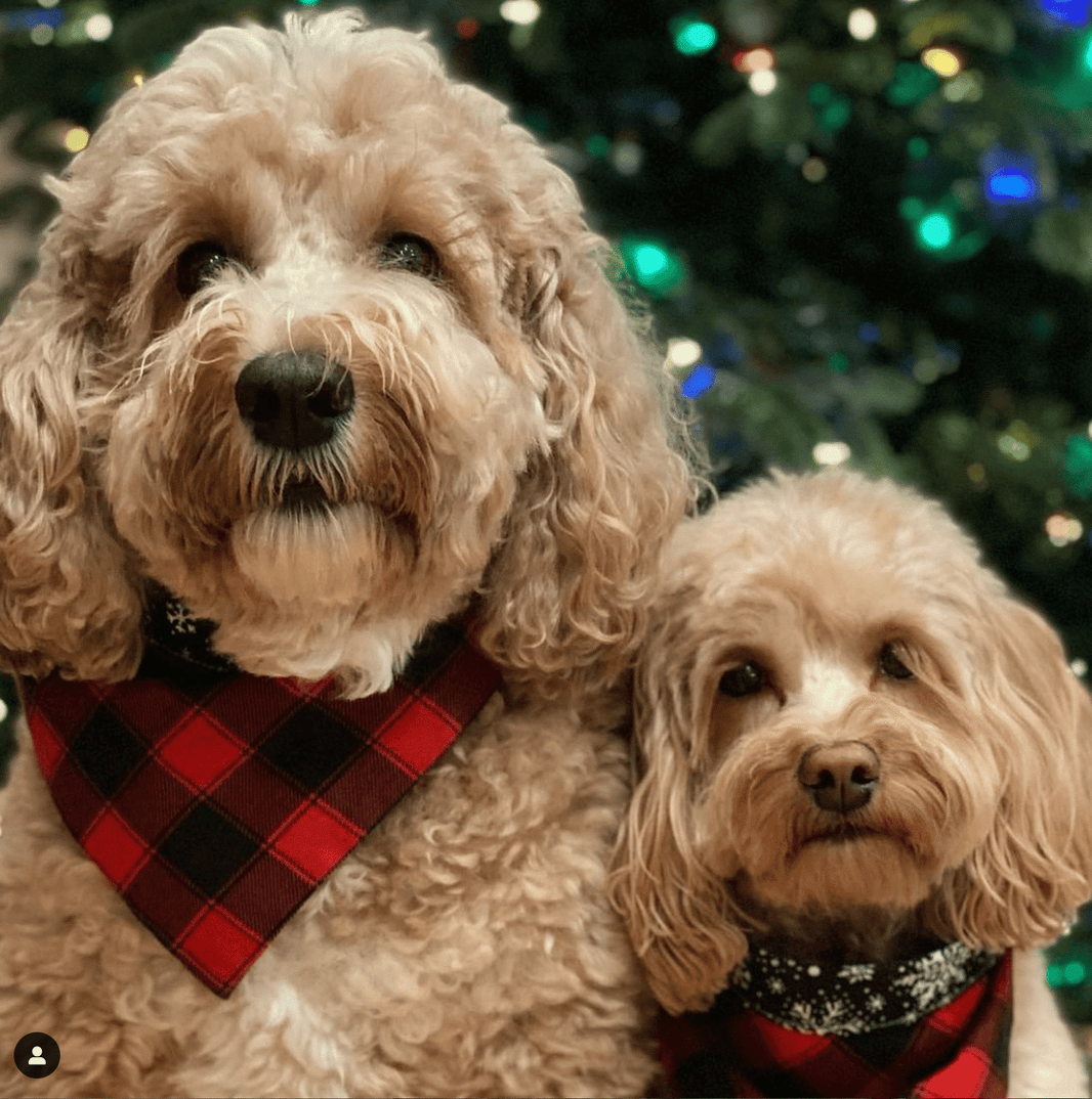 Red Buffalo Plaid with Snowflakes Dog Bandana image 0