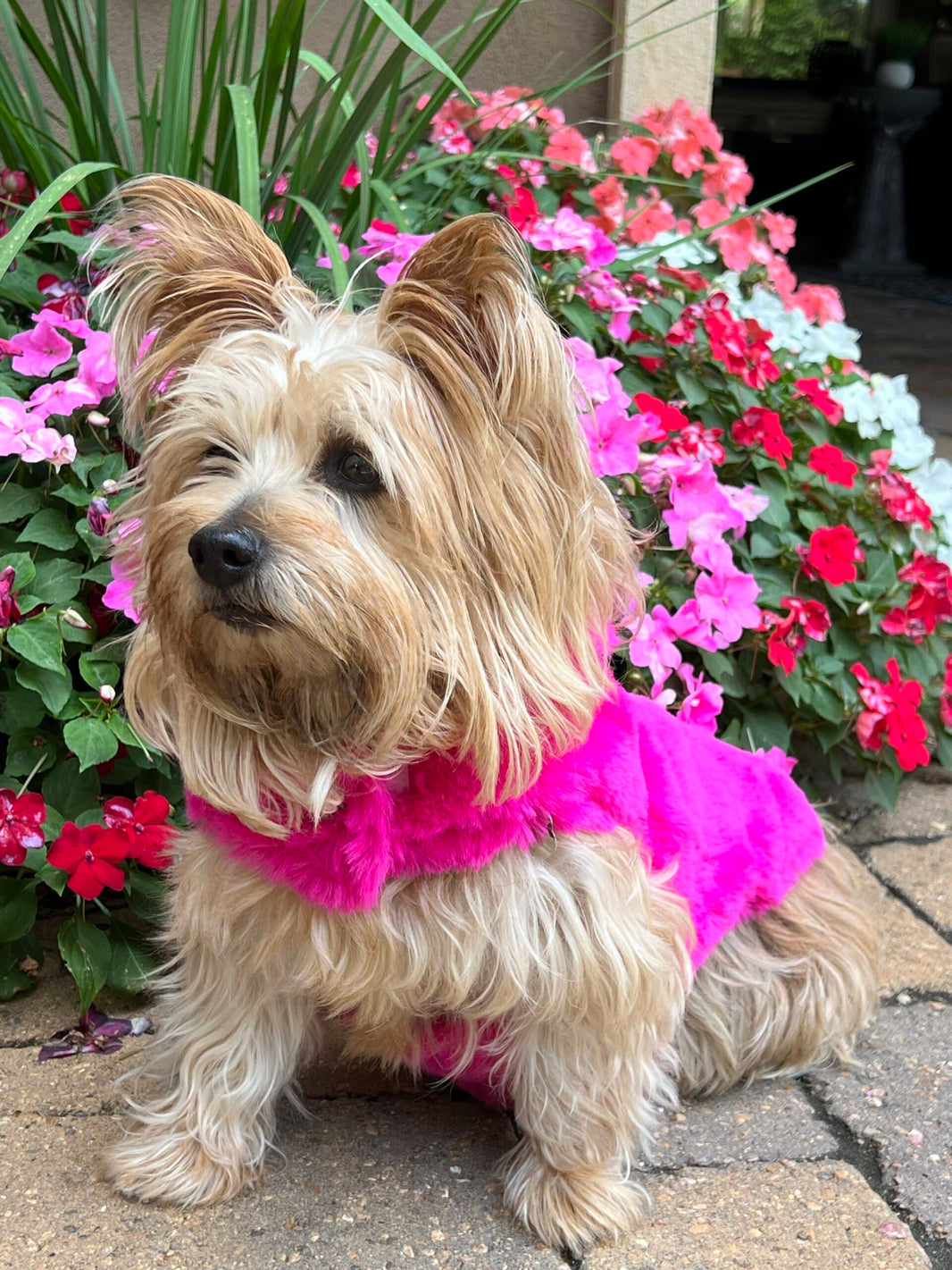 Cotton Candy Dog Coat - Pink image 0