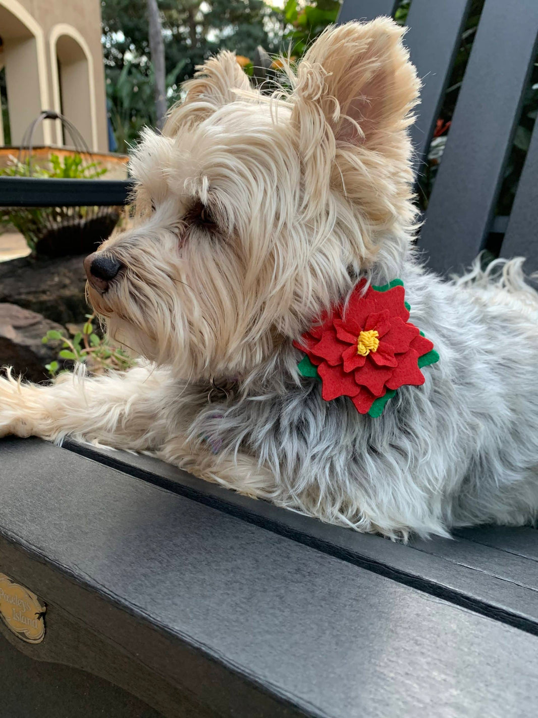 Felt Poinsettia for Dog Collar image 0