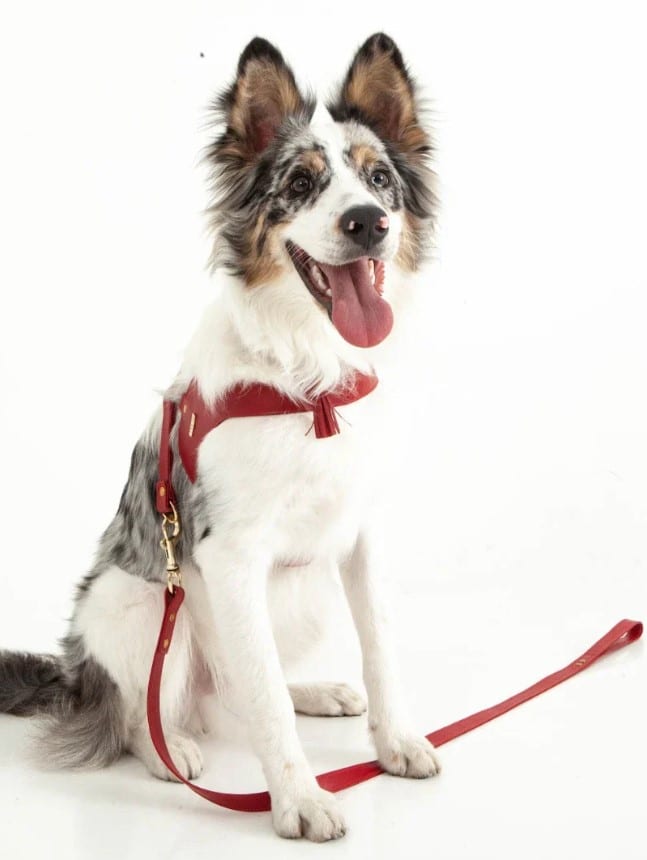 Feroz Leather Dog Leash - Coral Collection image 0