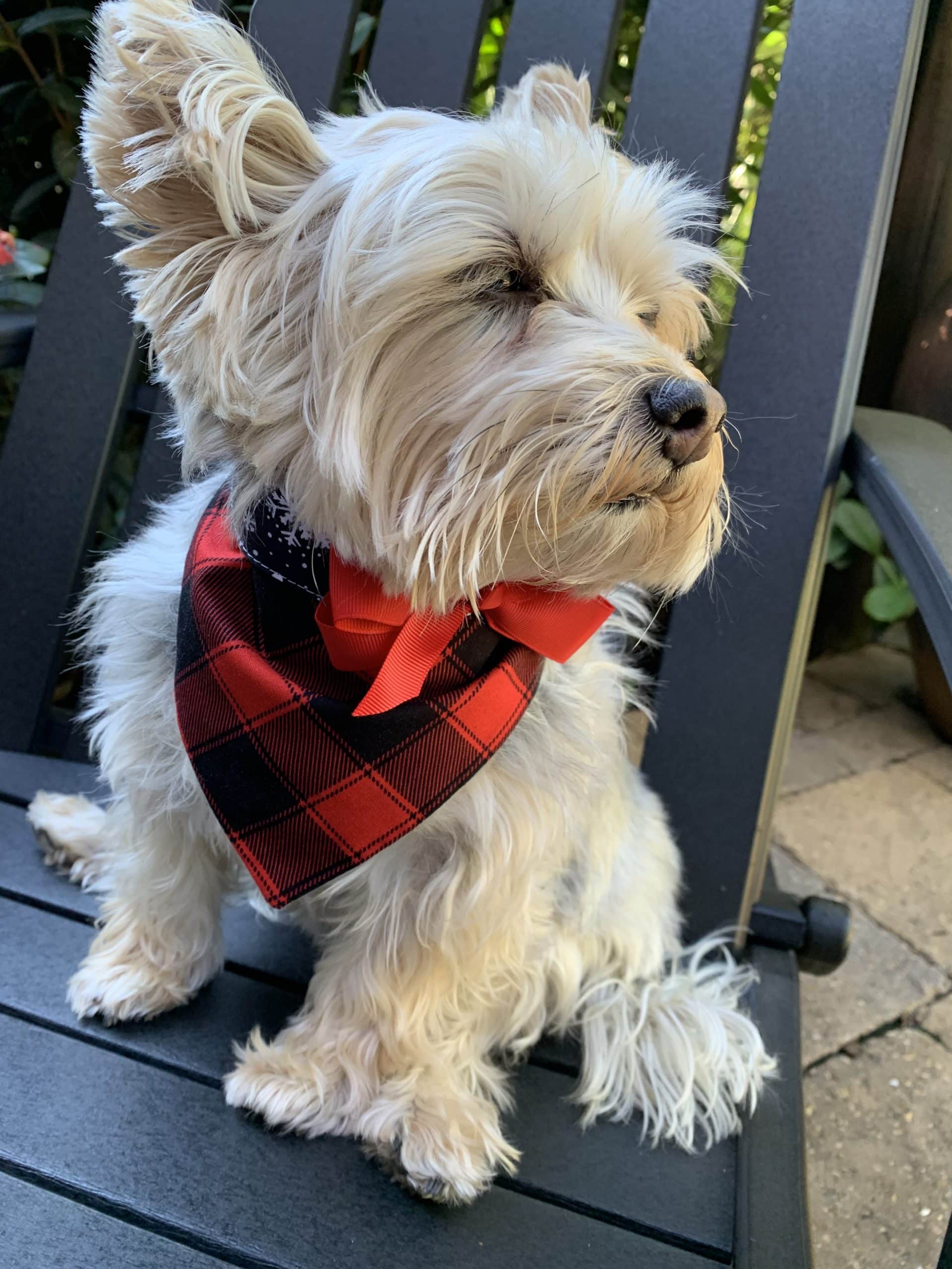 Red Buffalo Plaid with Snowflakes Dog Bandana with Bow image 0