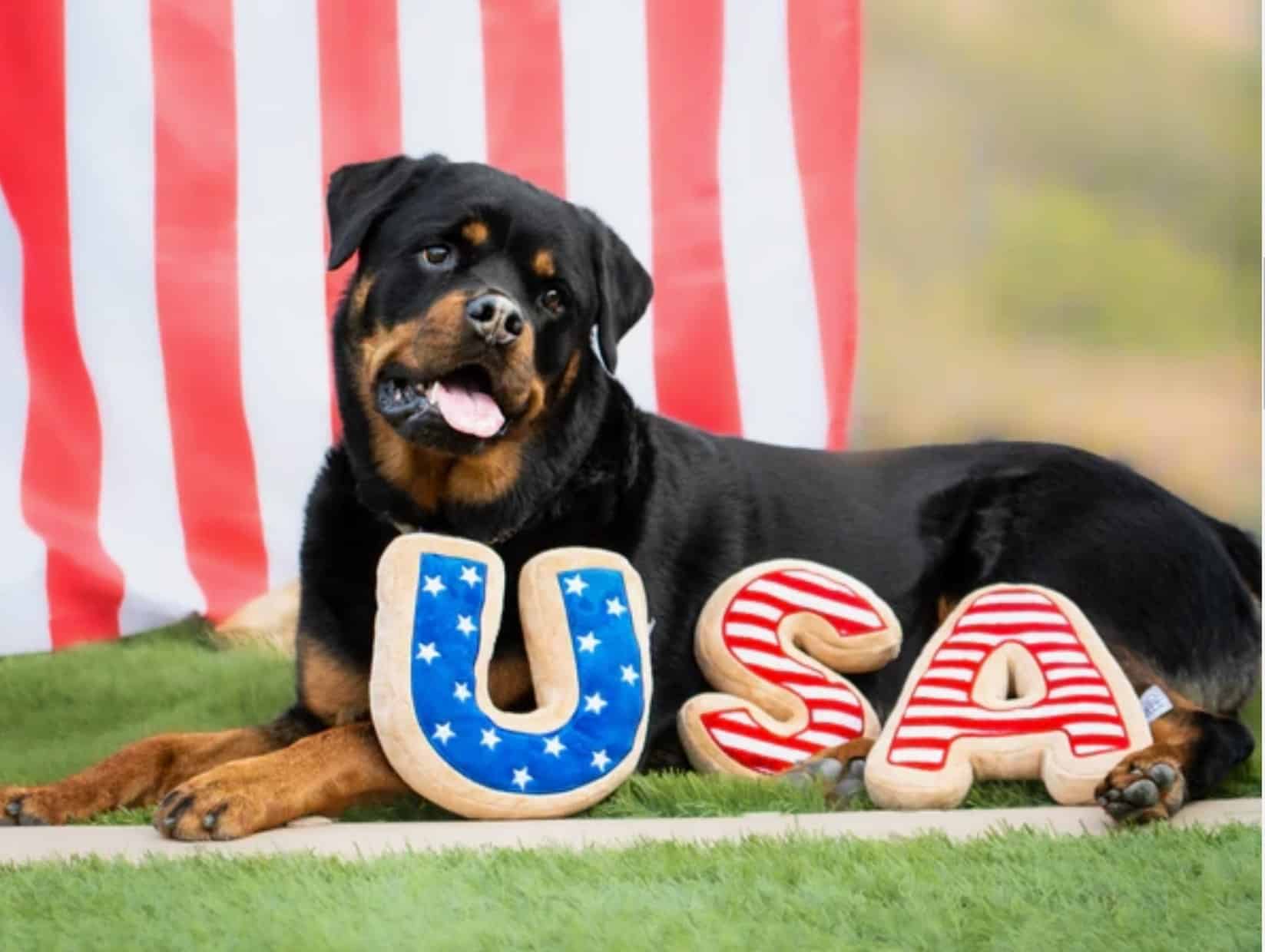 USA Sugar Cookie Plush Dog Toy image 2
