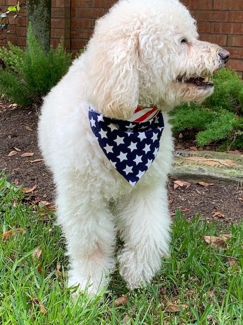 Flag Dog Bandana image 1