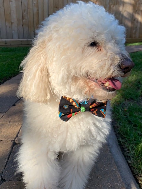 Sombrero Dog Bow Tie image 1