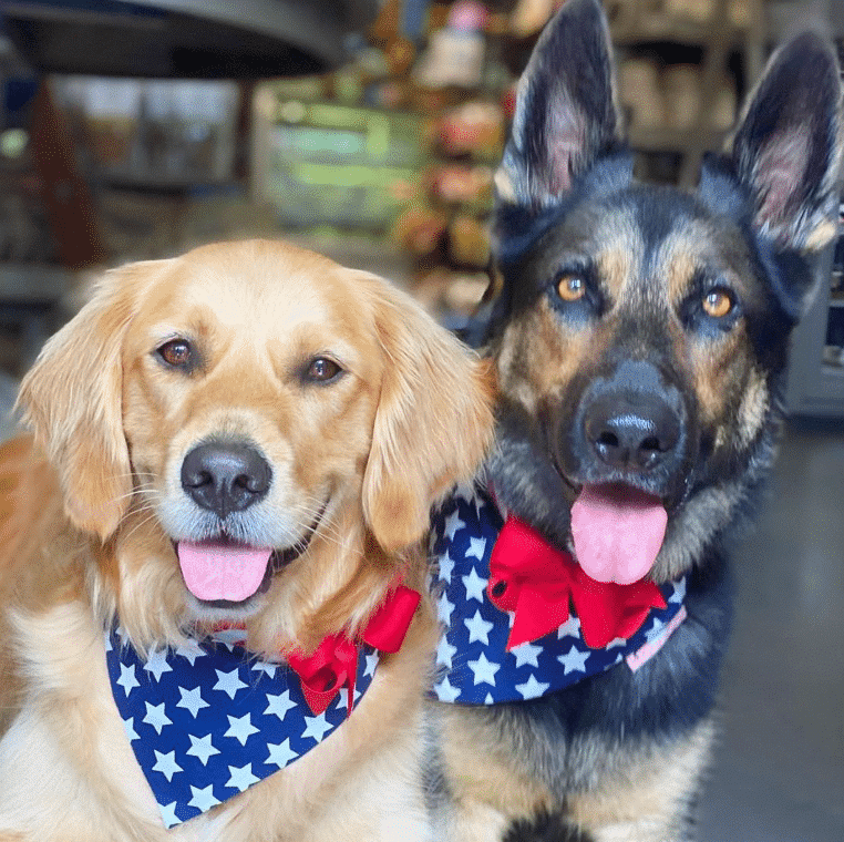 Flag Dog Bandana with Bow image 1