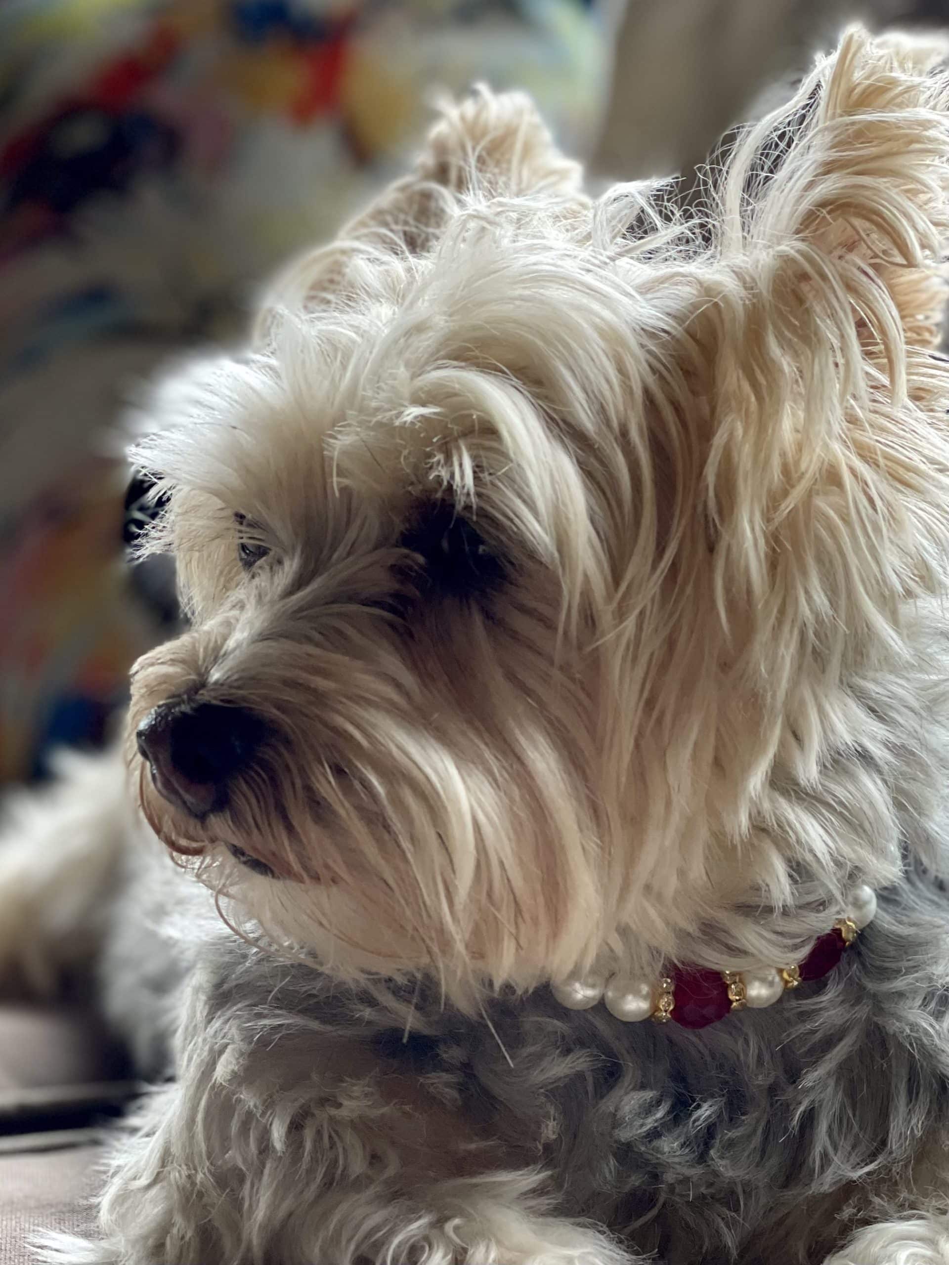 Ruby Red Pearl Dog Necklace image 0