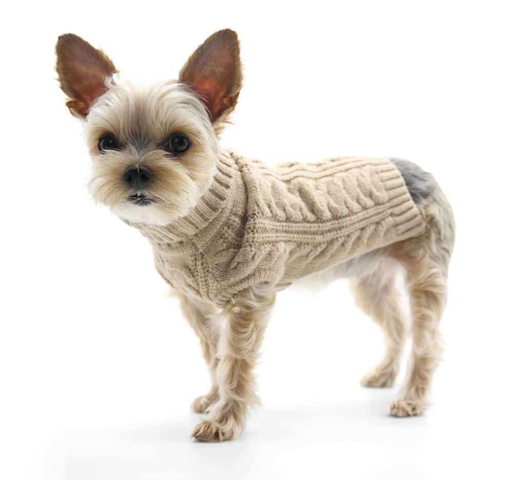 Cable Turtleneck Dog Sweater - Beige image 0