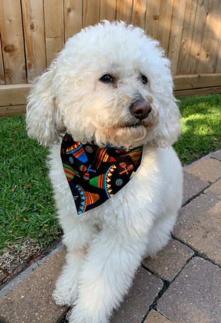 Sombrero Dog Bandana image 0