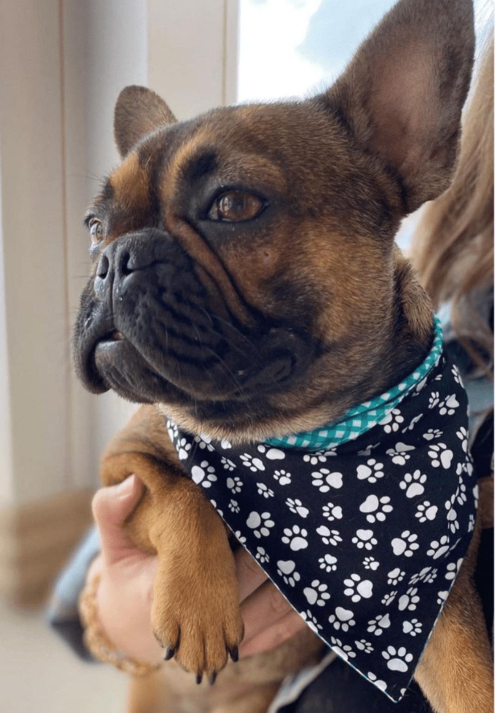 Paw Print Dog Bandana image 0