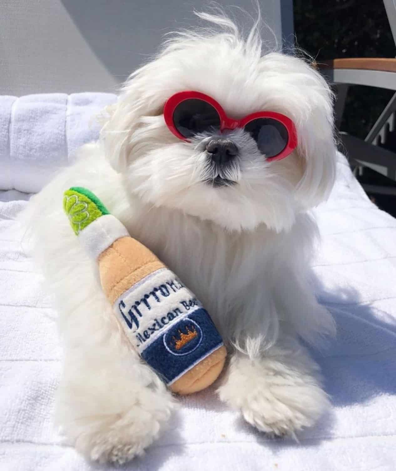 Grrrona Beer Dog Toy image 0