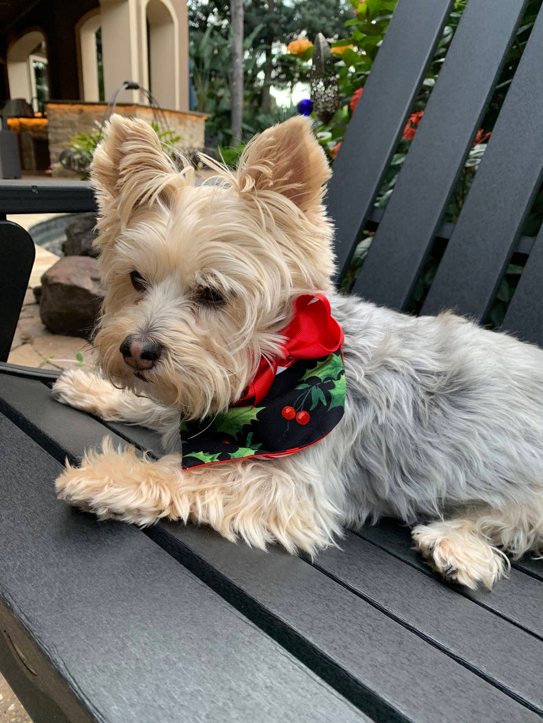 Holly on Black with Red Stripes Dog Bandana with Bow image 0