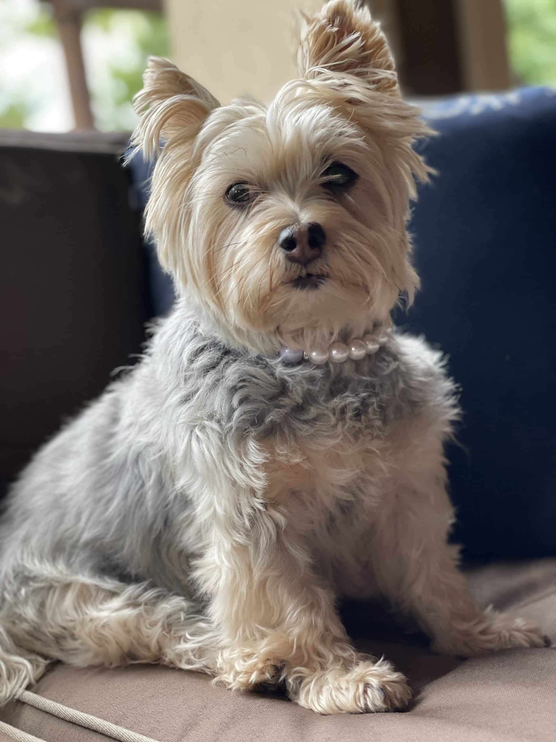Lilac Pearl Dog Necklace image 1