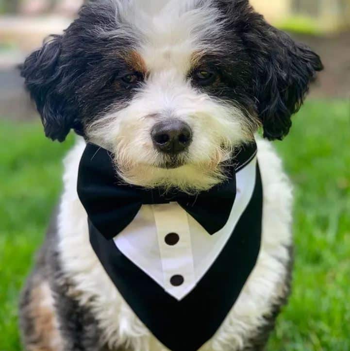Tuxedo Dog Bandana image 0