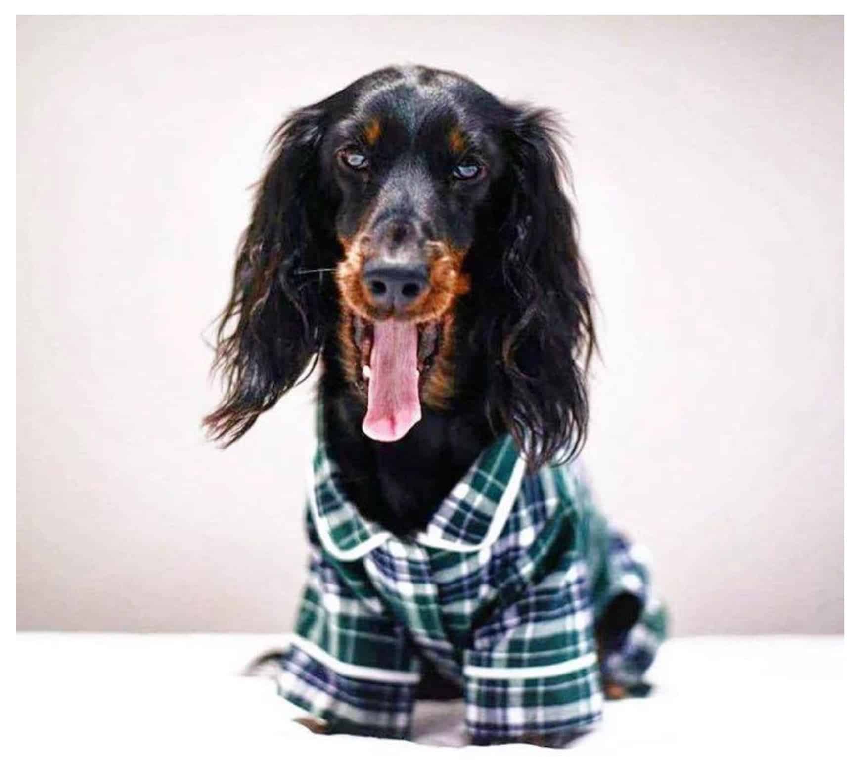 Green Plaid Dog Pajamas image 2