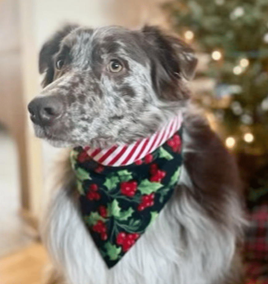 Holly on Black with Red Stripes Dog Bandana image 0