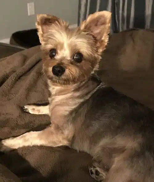 hi my name is Bruno