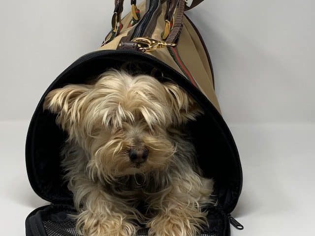 Duffel Khaki Dog Bag near mr