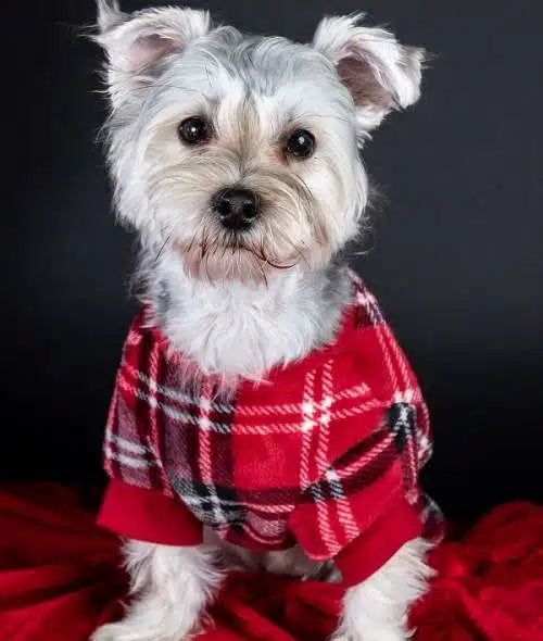 hi my name is Major Tom