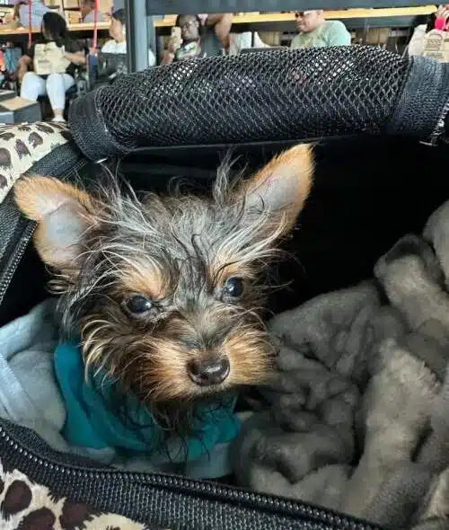 Hola, me llamo Riley.