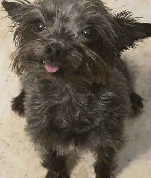 hola mi nombre es Rocky