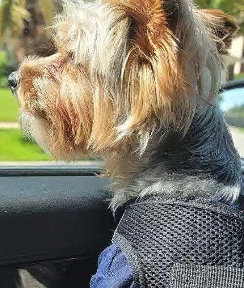 hi my name is Webster