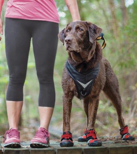 Blaze Cross Dog Shoes image 3