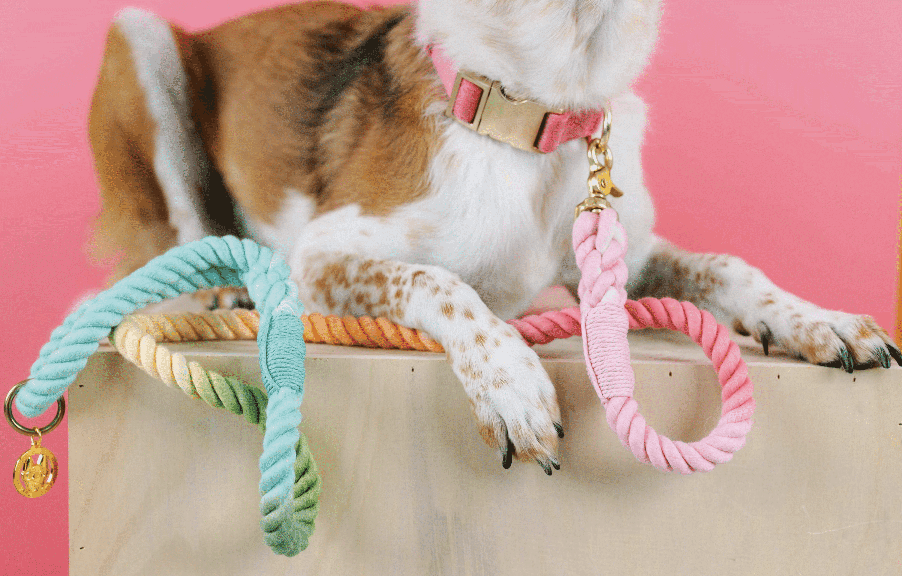 Halston Rope Dog Leash image 1