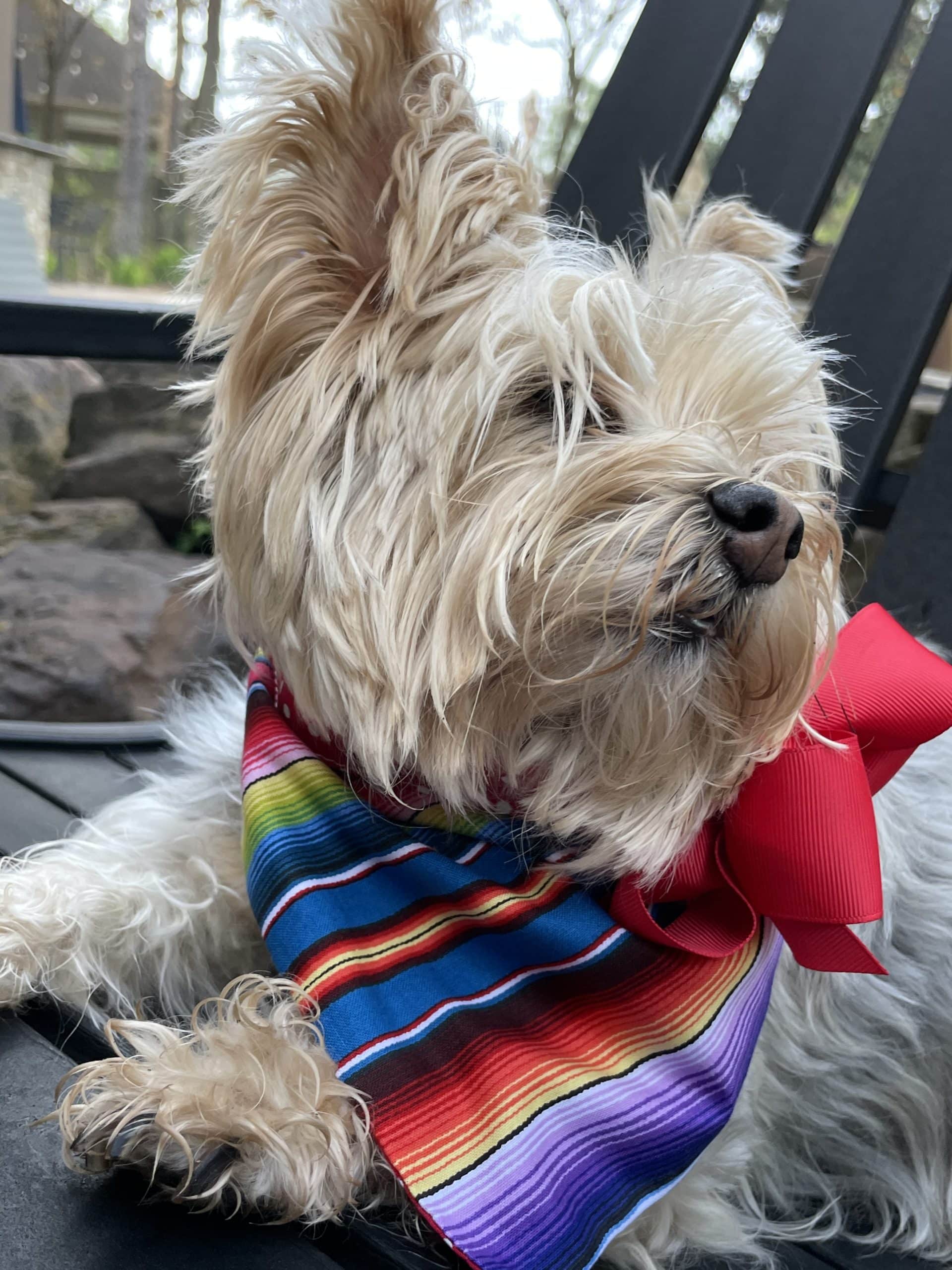 Fiesta Stripes on Red Dog Bandana with Bow image 2