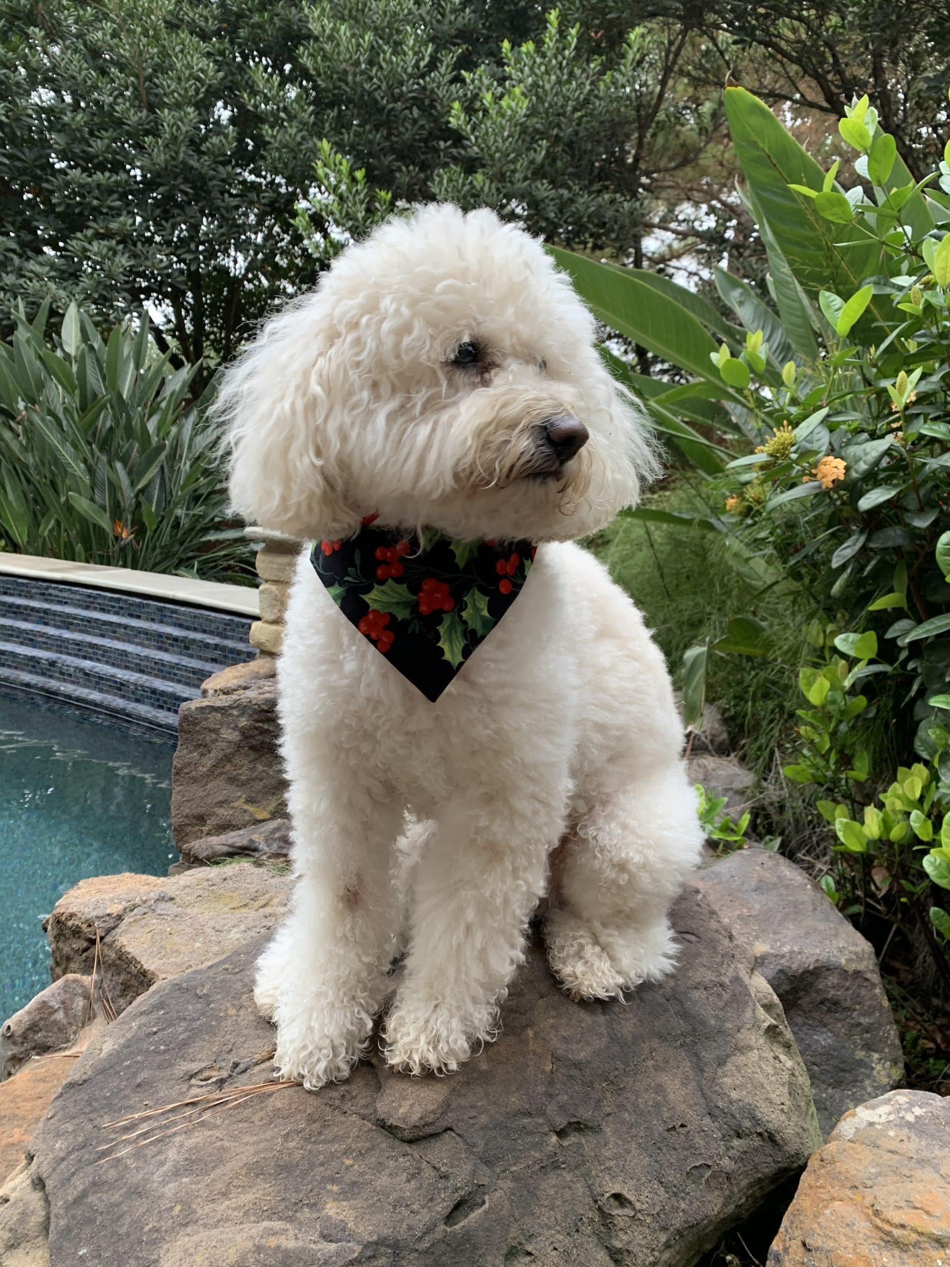 Holly on Black with Red Stripes Dog Bandana image 2