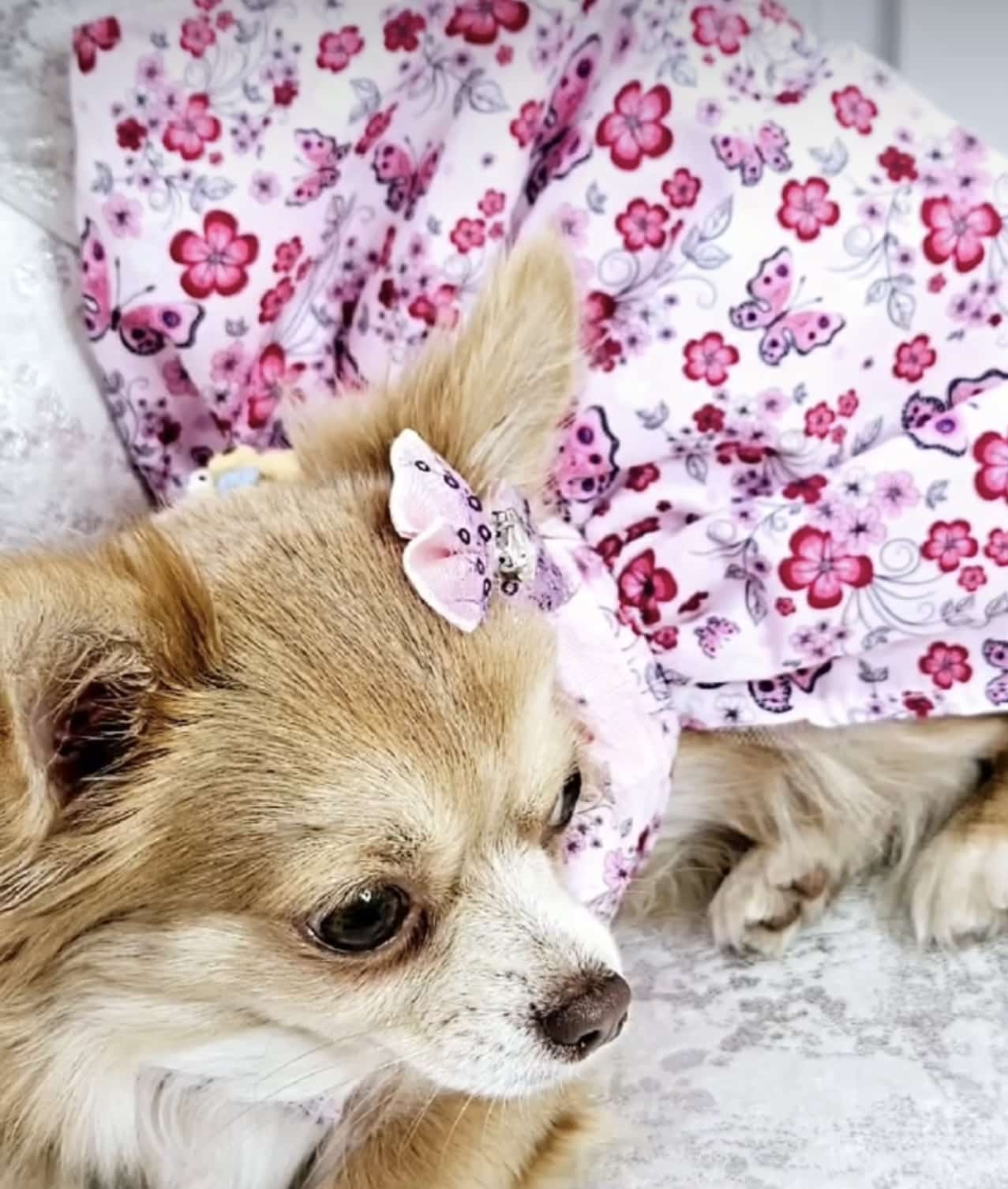 Rosa Florsitas Mariposas w/Sweet Bear Brooch Dog Dress image 0