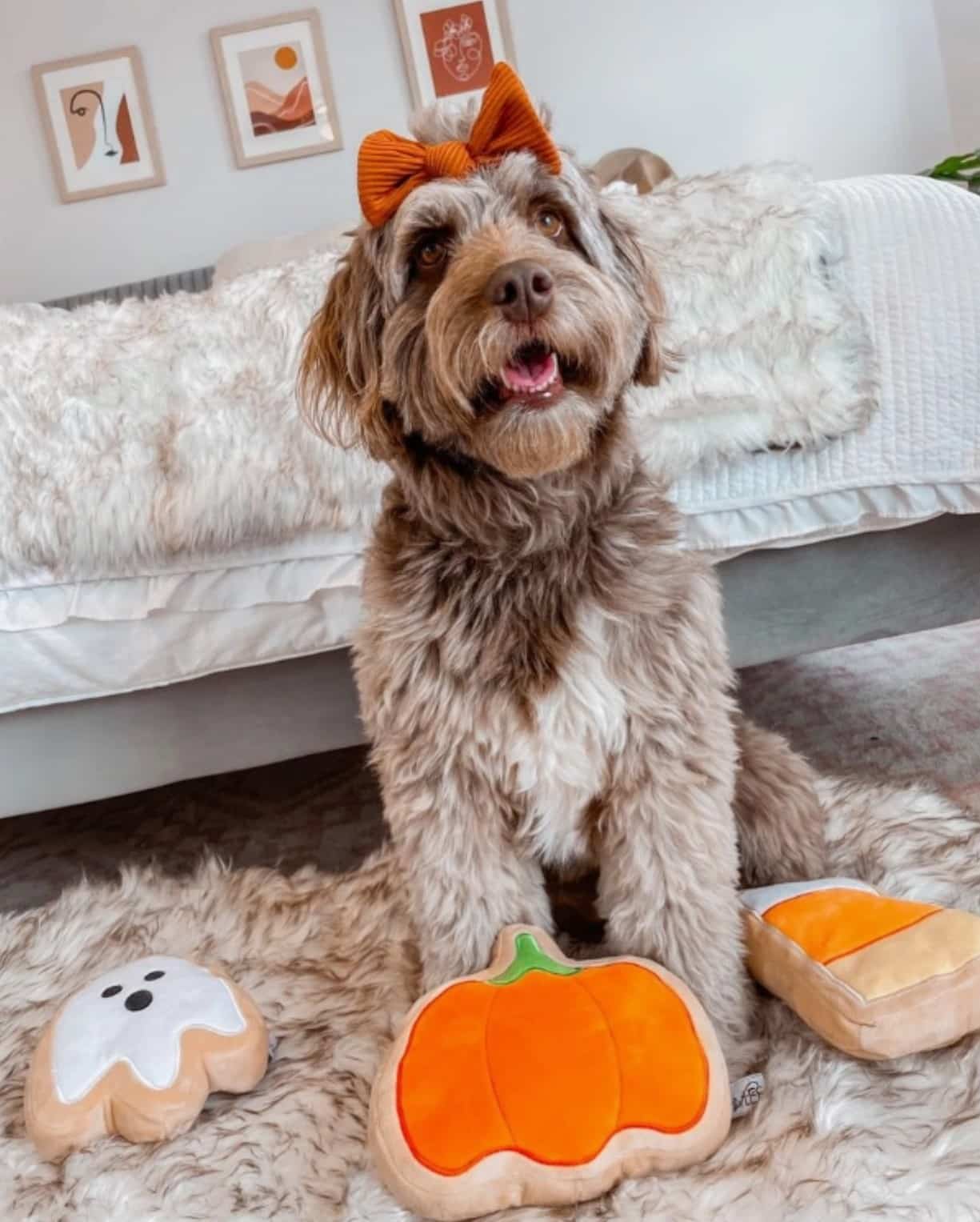 'BOO' Sugar Cookie Halloween Plush Dog Toy image 0