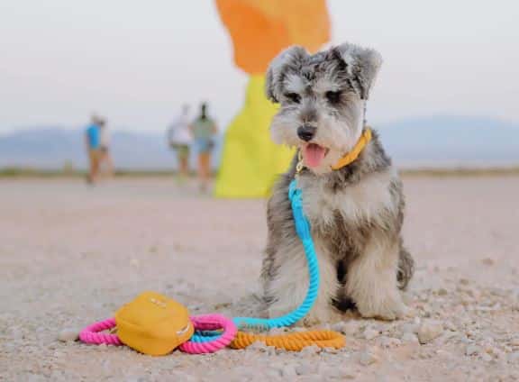 Marley Rope Dog Leash image 2