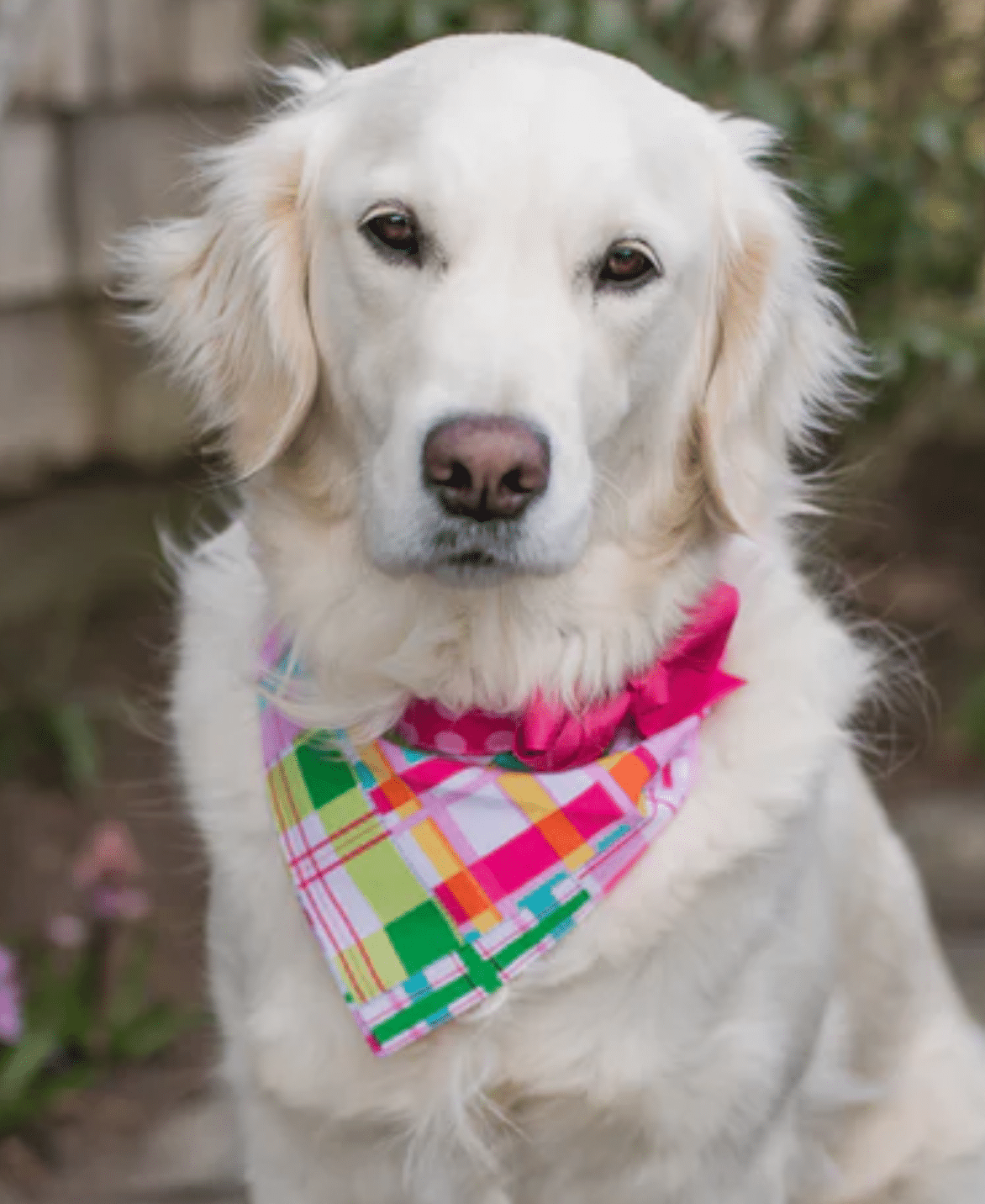 Pink Madras Dog Bandana with Bow image 0