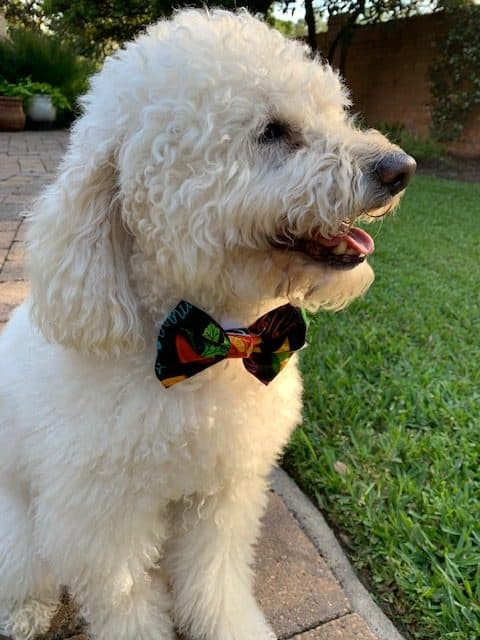Fiesta Dog Bow Tie image 2