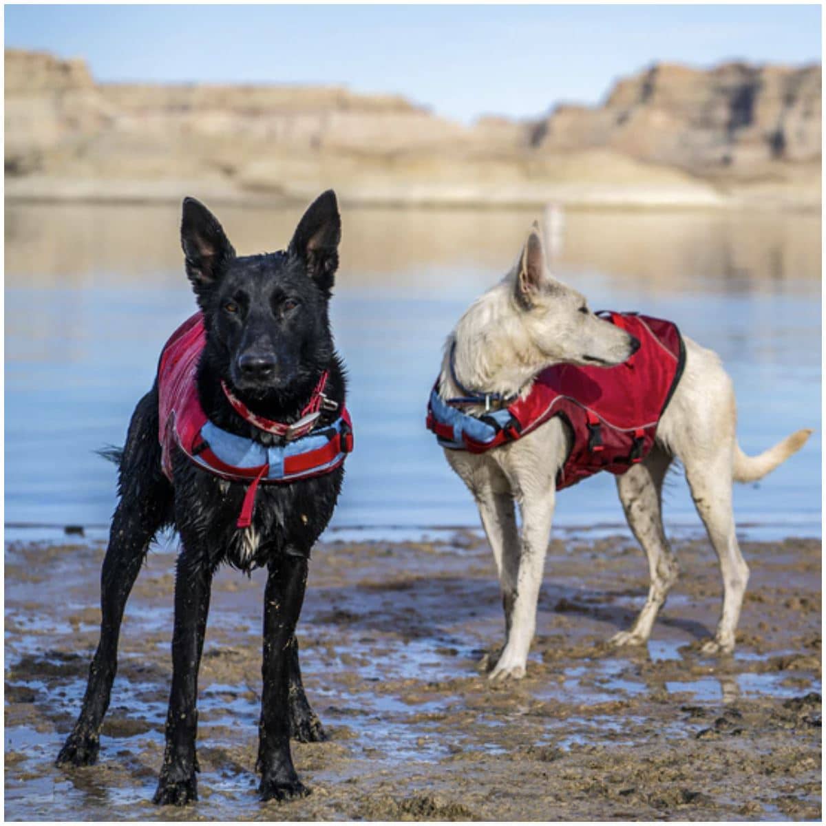 Surf N Turf Red Dog Life Jacket image 5