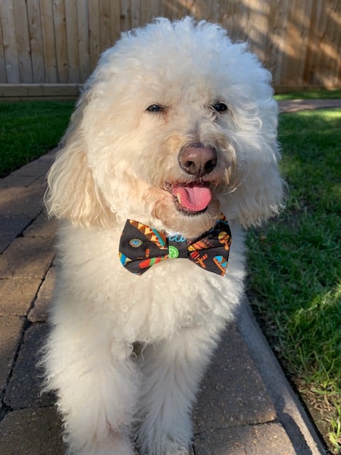 Sombrero Dog Bow Tie image 0