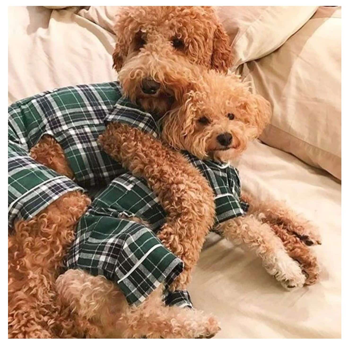 Green Plaid Dog Pajamas image 0