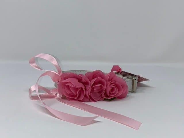 White Dog Collar with Hot Pink Flowers image 0