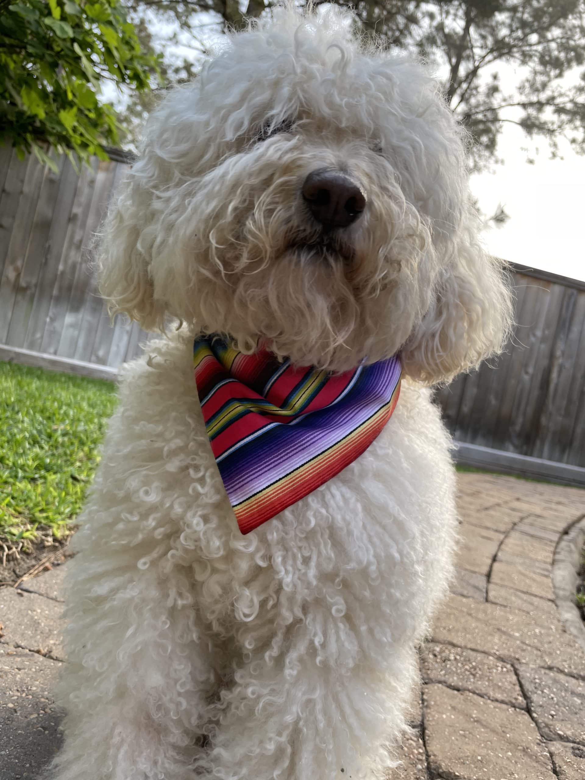 Fiesta Stripes on Red Dog Bandana image 0