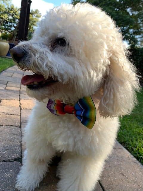 Manta Dog Bow Tie image 0