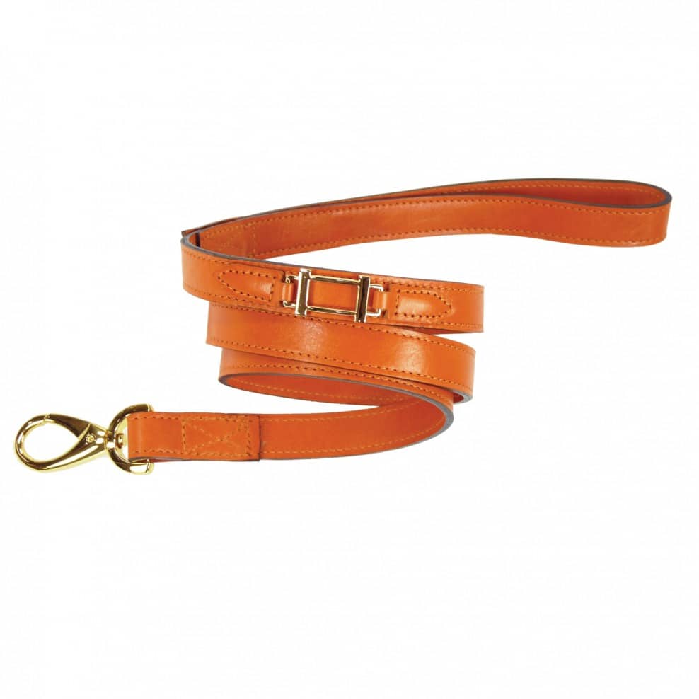 Hamilton with Icon Dog Leash in Tangerine & Gold image 0