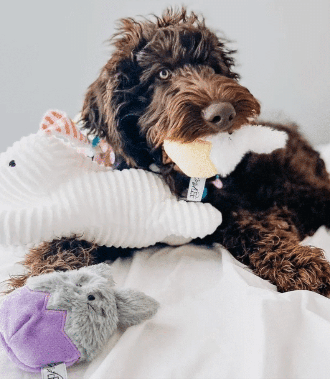 Easter Bunny Egg Dog Toy image 2